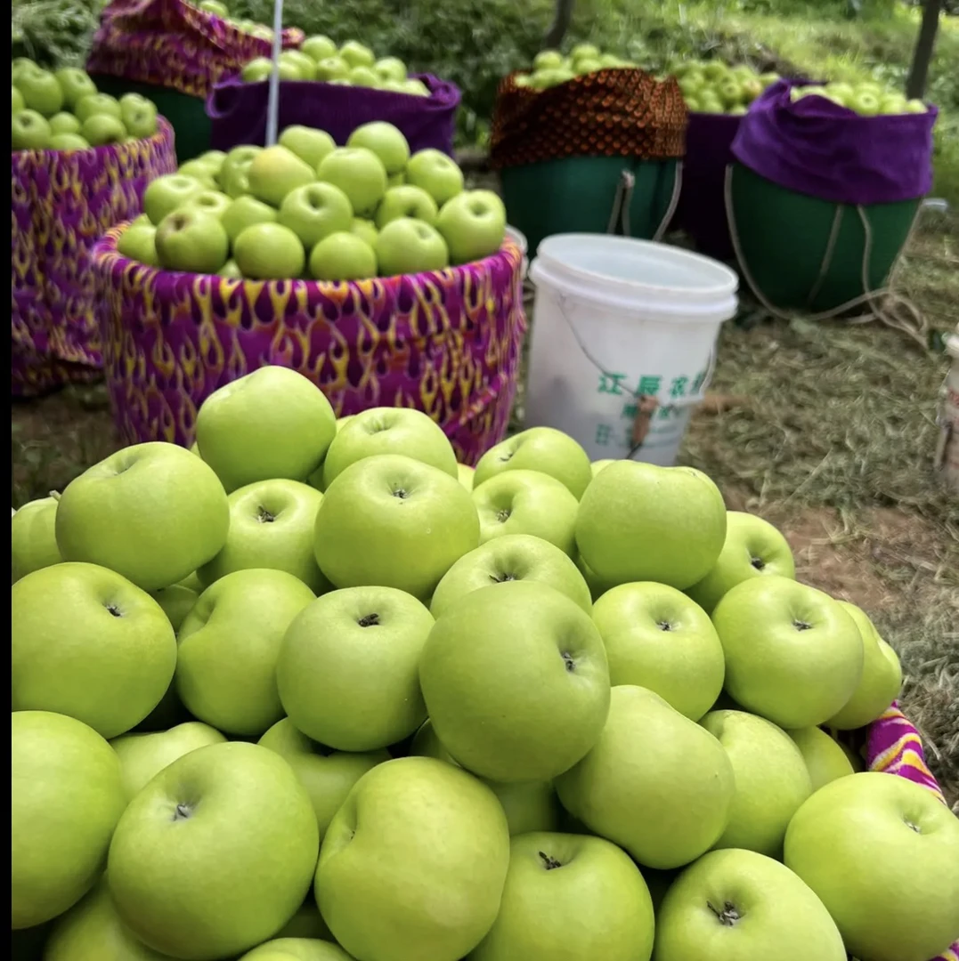 云南昭通青香蕉苹果产地直发皮薄头茬纯甜