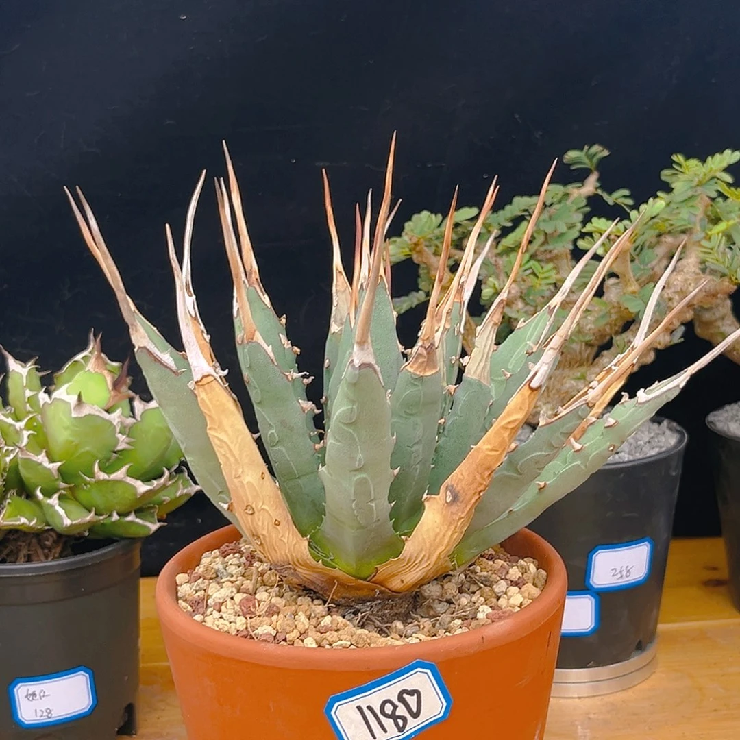 龙舌兰老家妖炎福利价