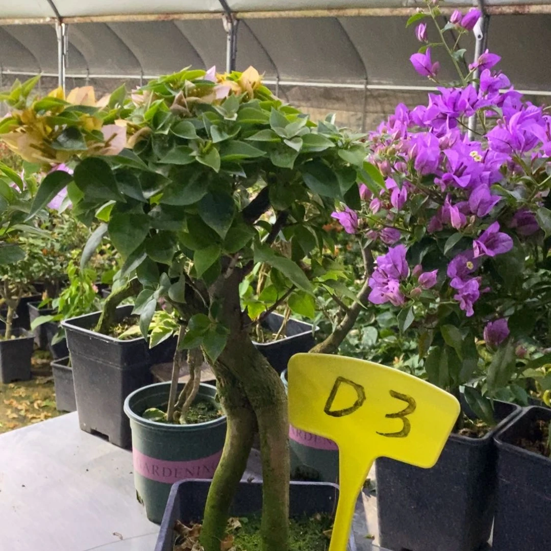 糖*?三角梅塔黄D3