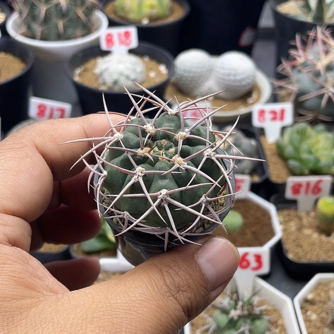 实生狂刺碧岩玉仙人球包邮