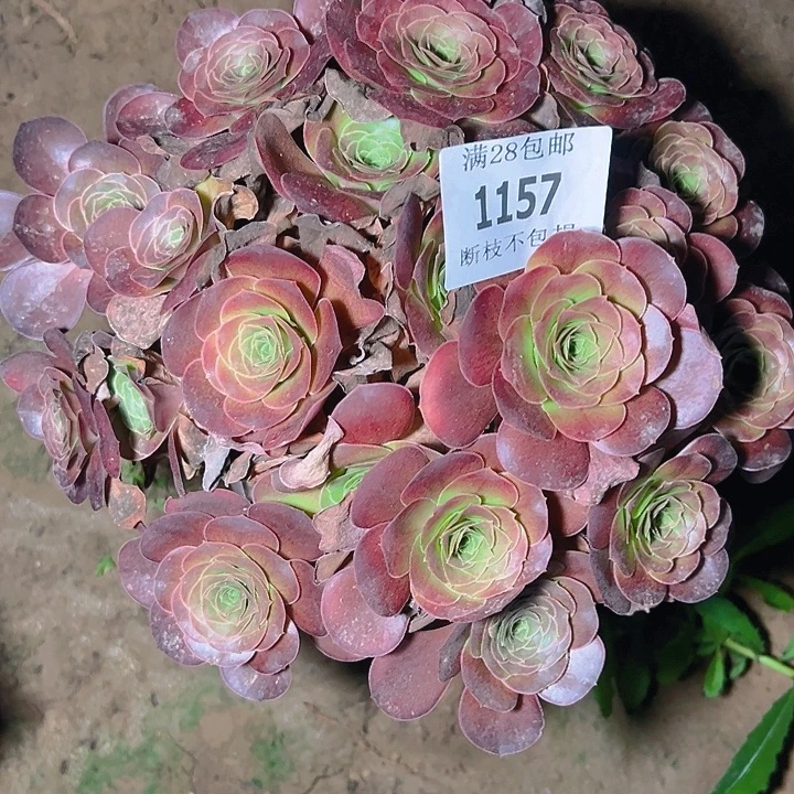 1157魅金玫瑰多肉植物