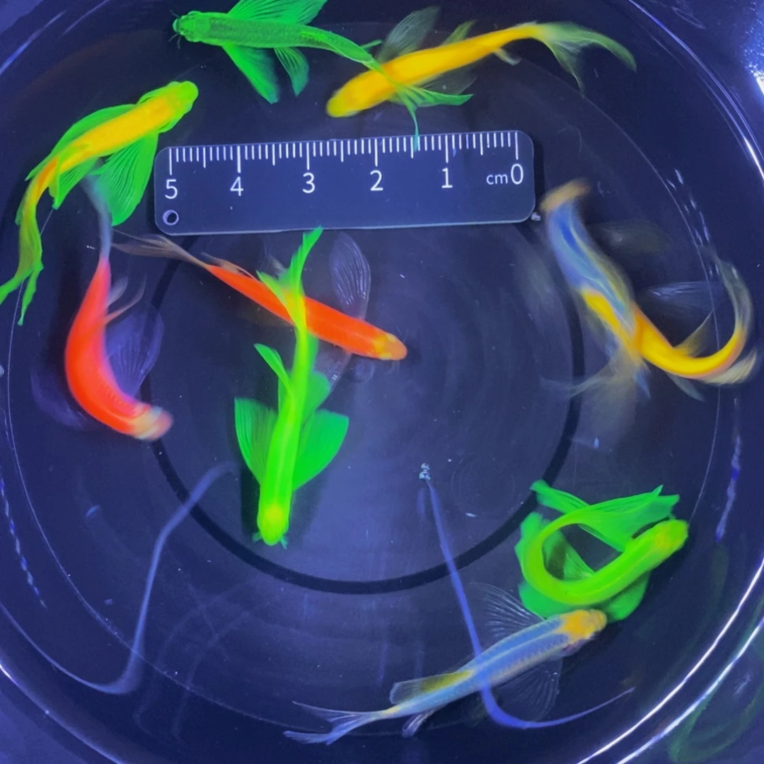 斑马鱼蝶翼斑马3.5-4厘米10条