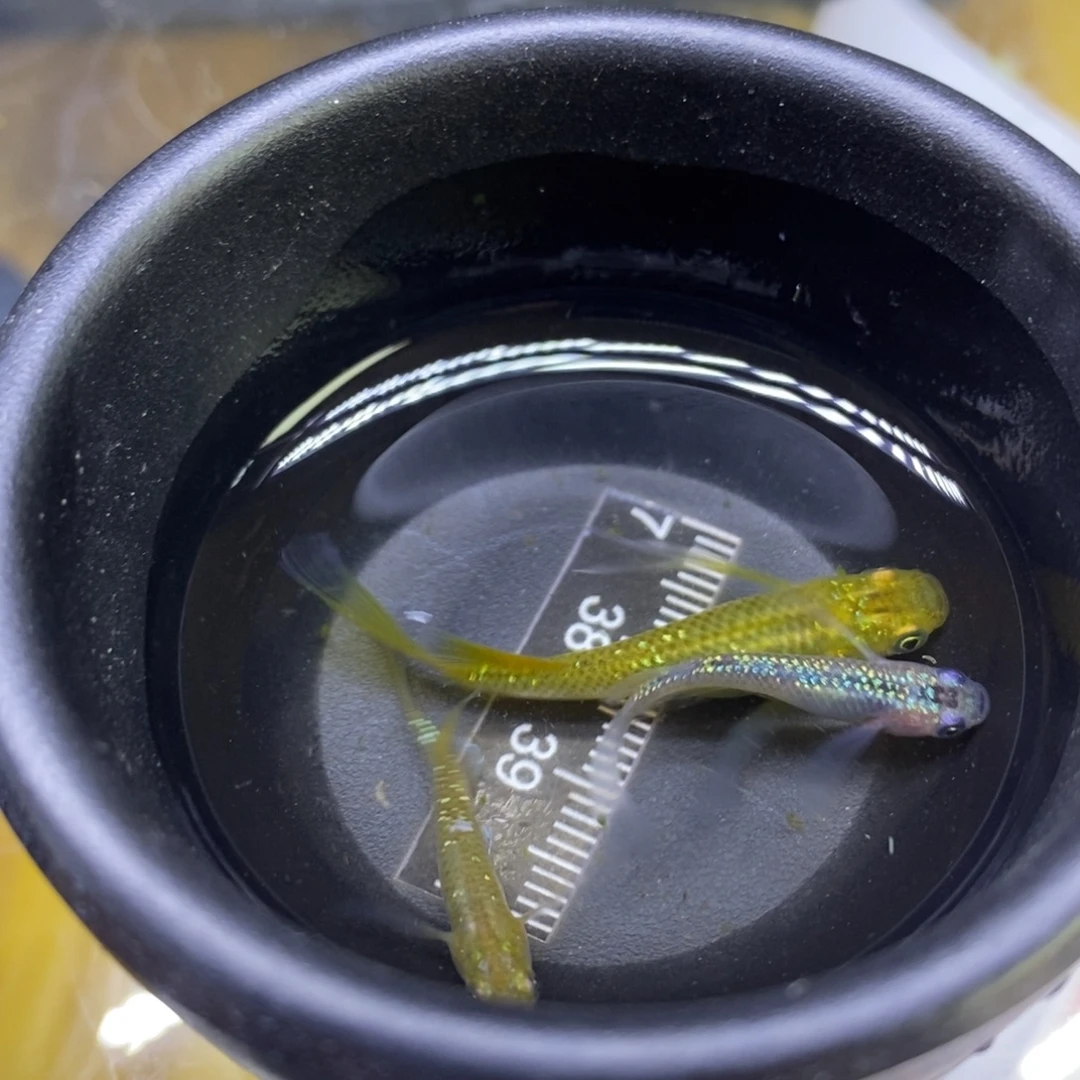 青鳉鱼夜樱金色37号