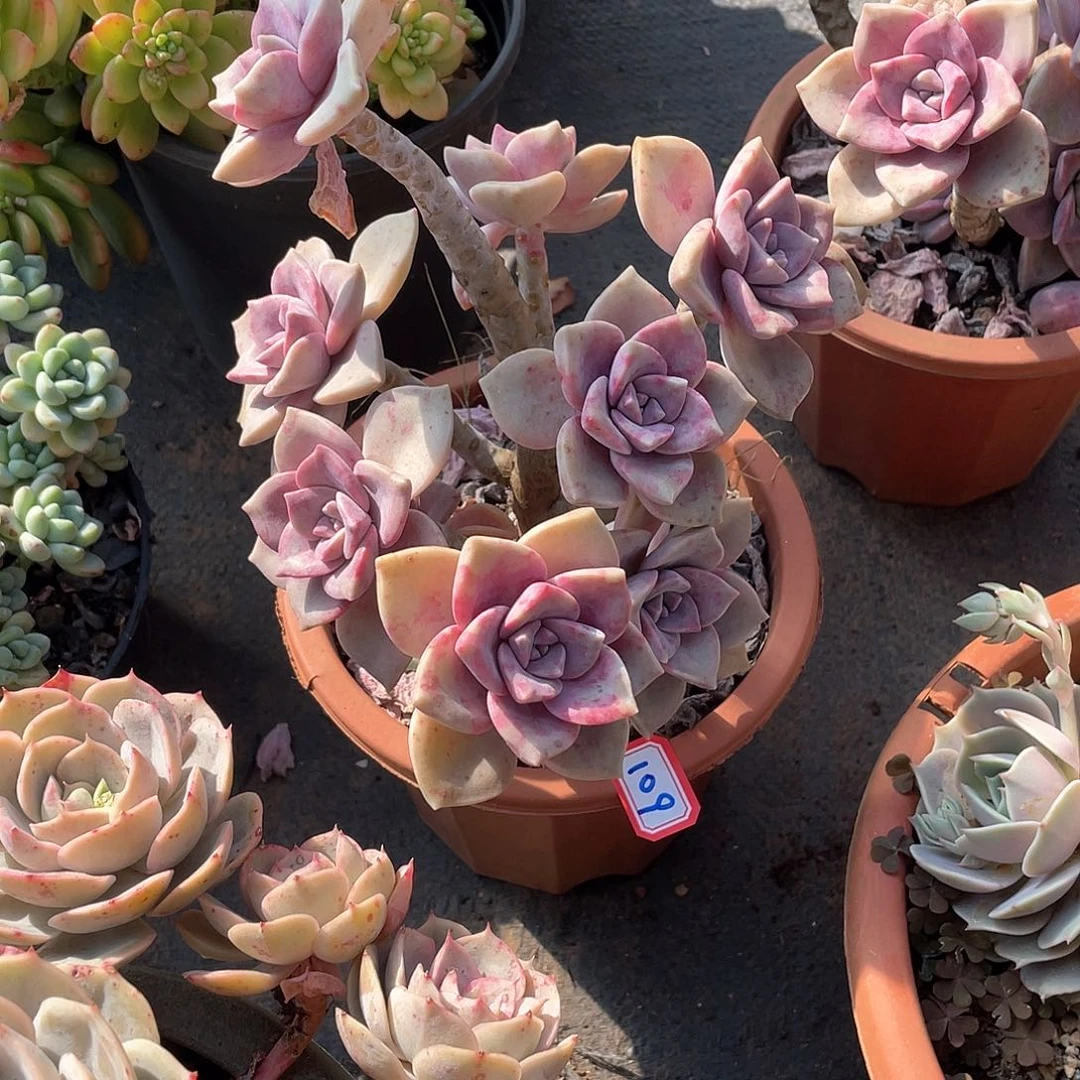 109紫乐 一物一拍多肉