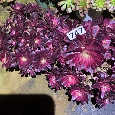 江****姐多肉植物法师747黑同白两颗