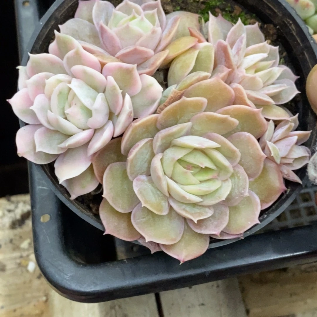 精品多肉一物一拍不包整157