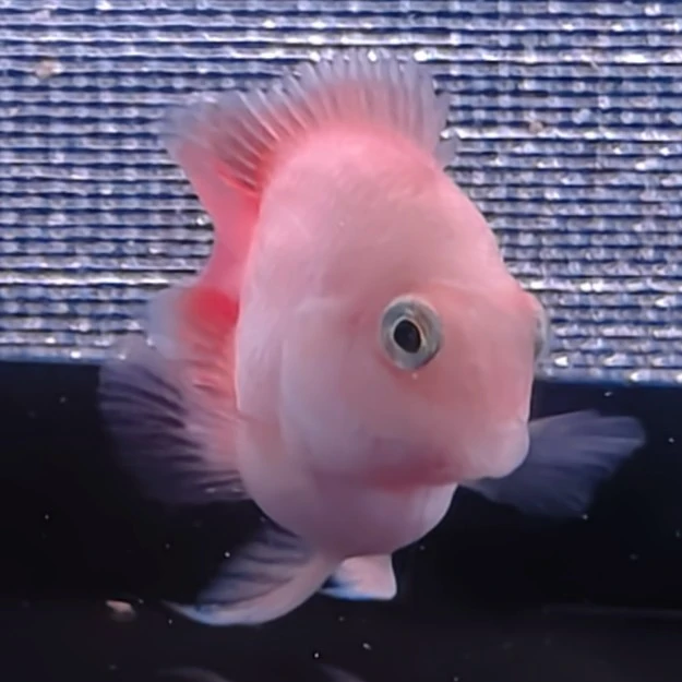 桃心缩尾胭脂粉迷你鹦鹉鱼