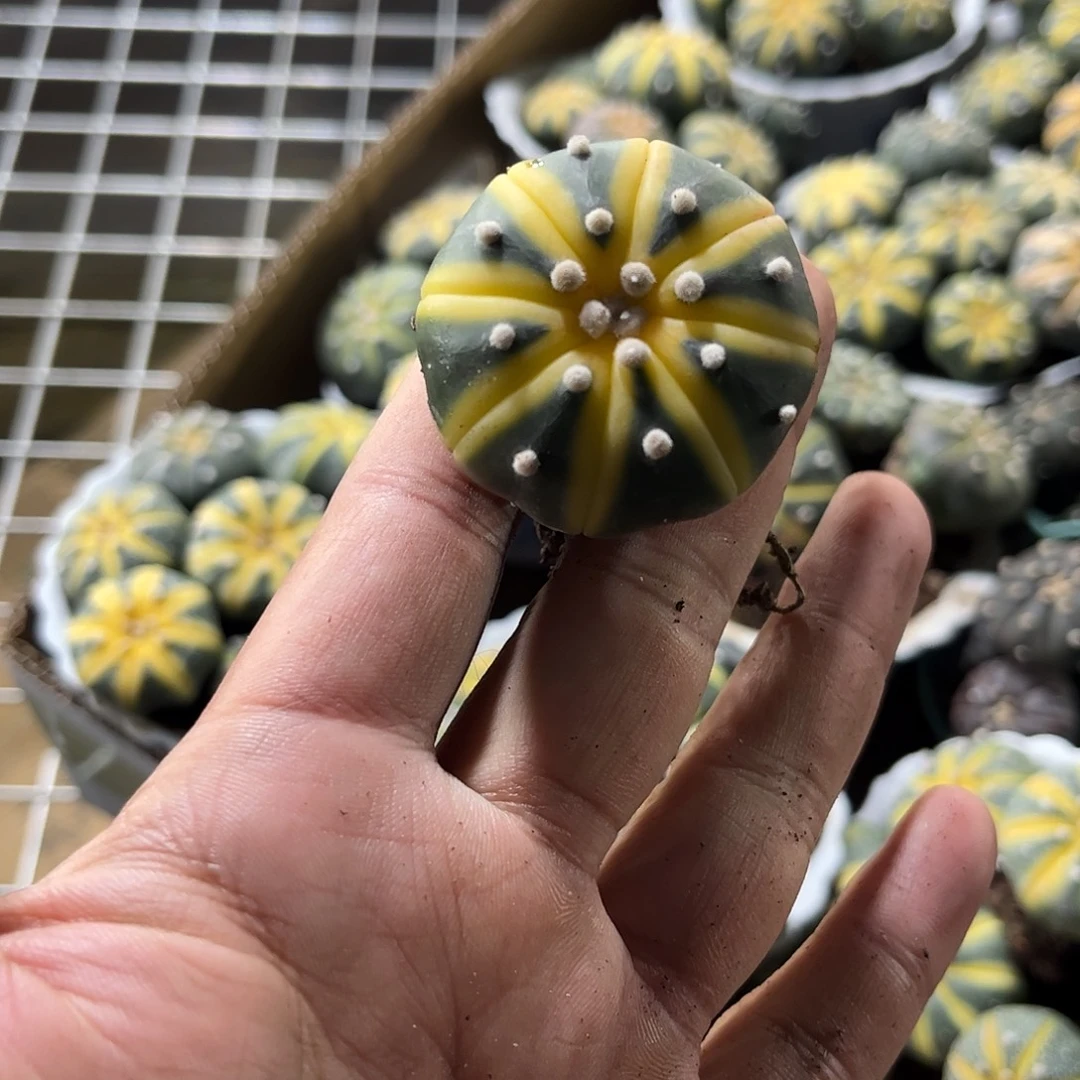 就这个死样子单头发货