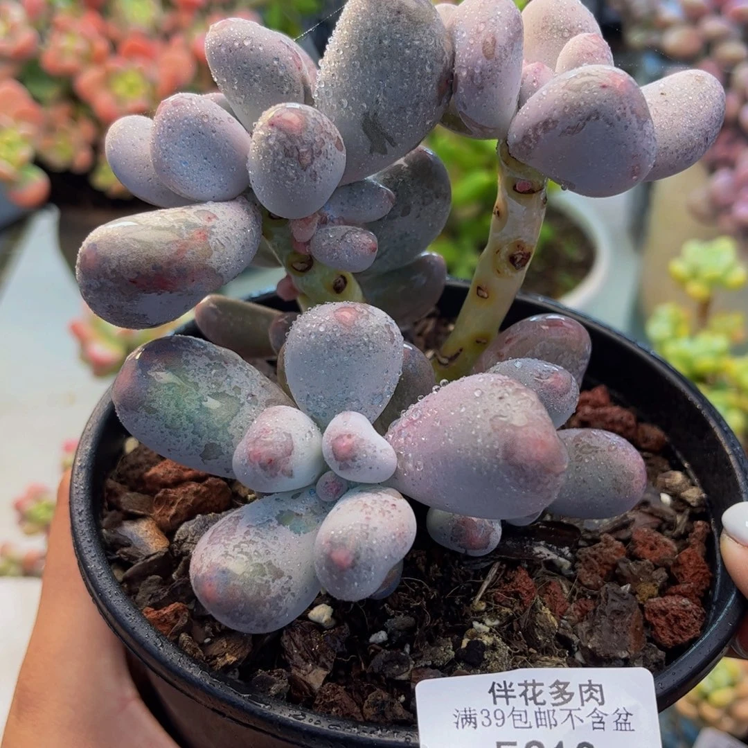 313-米可奶酪多肉8cm