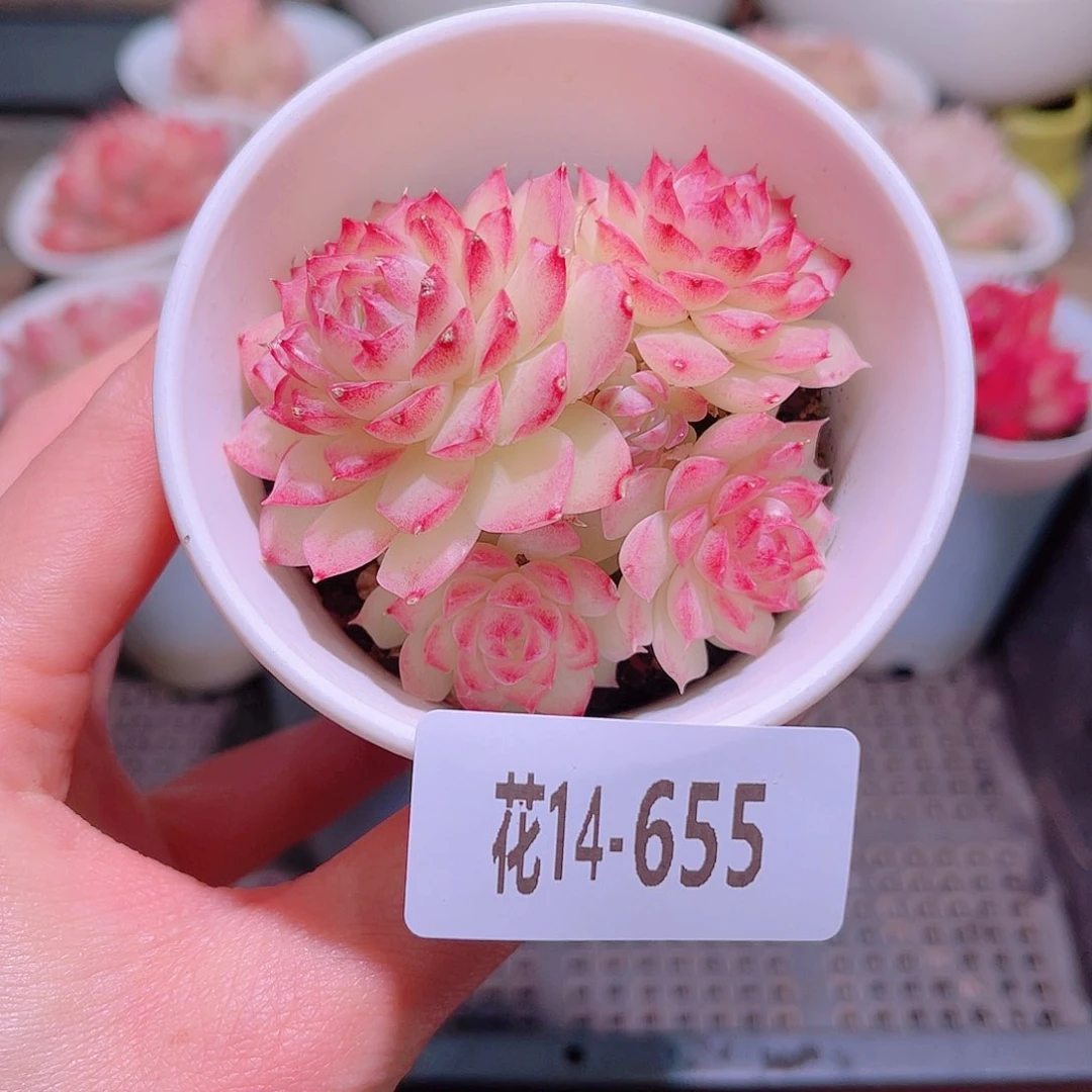 花利美14-655女王