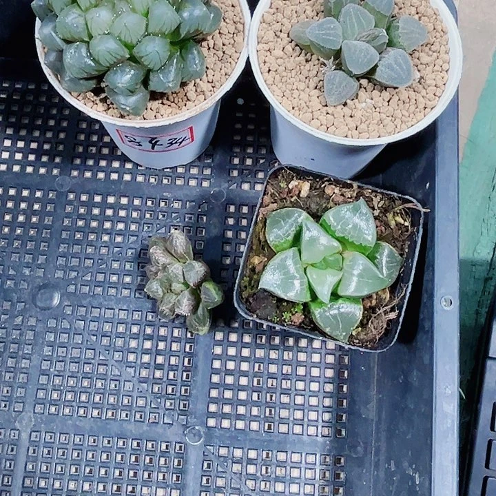 鹿****）多肉系列多肉植物6666