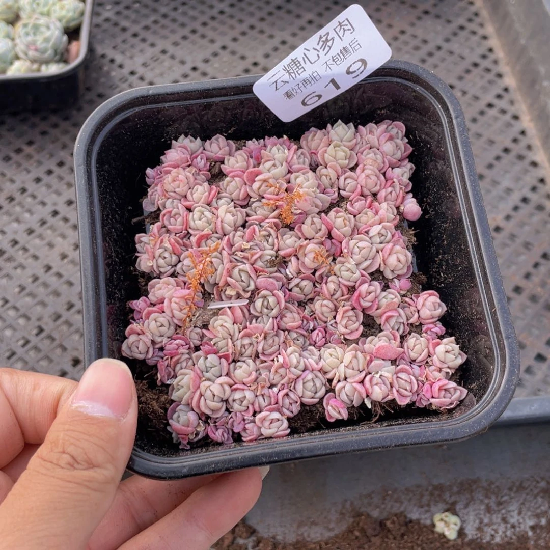 云糖心多肉植物619