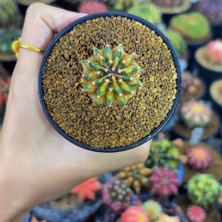 13棱西皮鸭000000000588