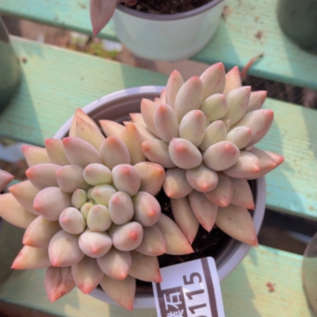 【闪购商品】水晶球09115