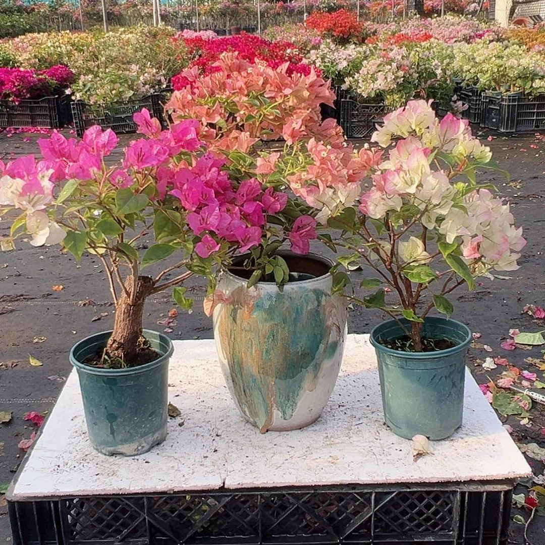 大部分花苞少量开放金心双色，所罗门，绿樱组合