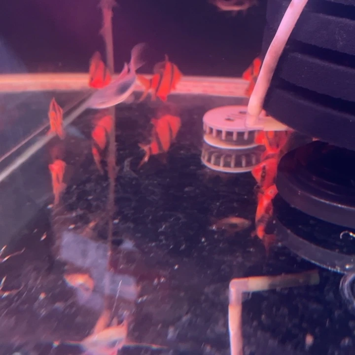 虎皮鱼大号红虎皮5