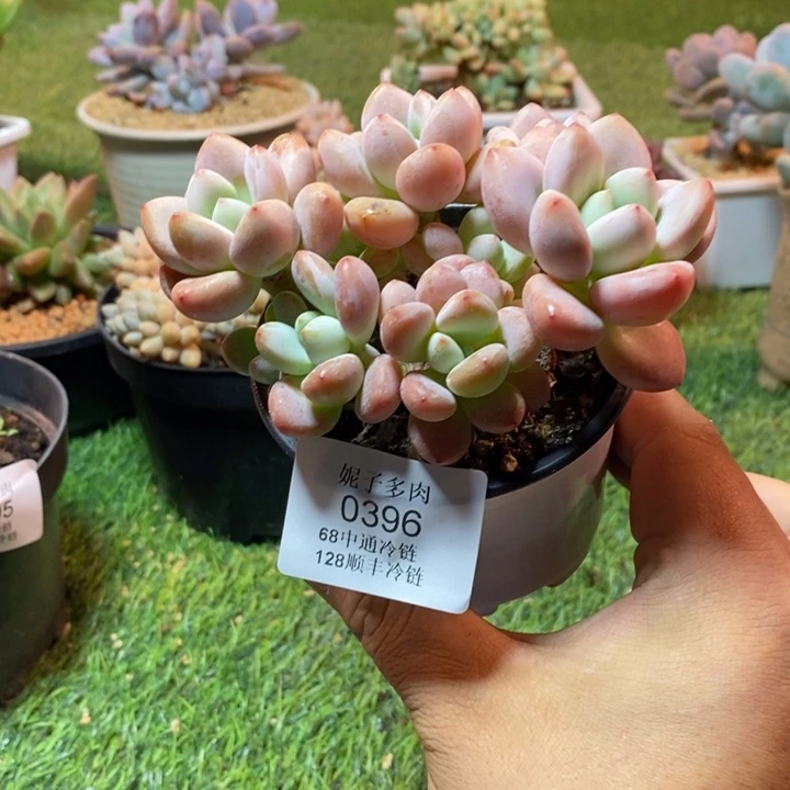 0396啊啊啊啊啊啊啊啊