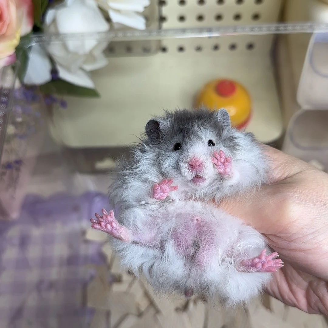 44隐性卷黑波弟弟4.19