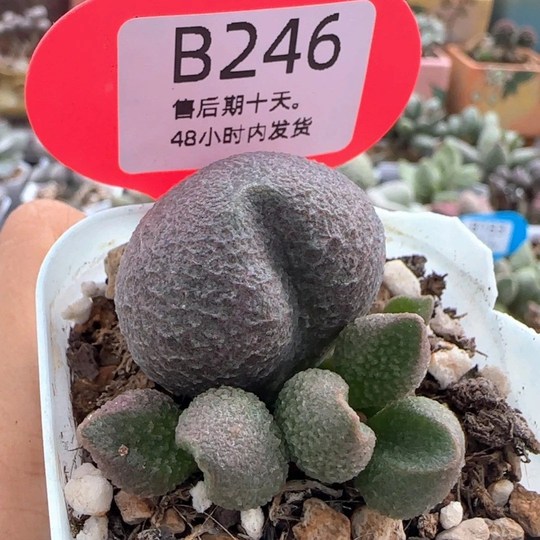 水蜜桃。  246。