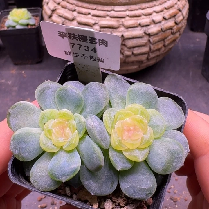 7734火烈鸟一物一拍5cm盆
