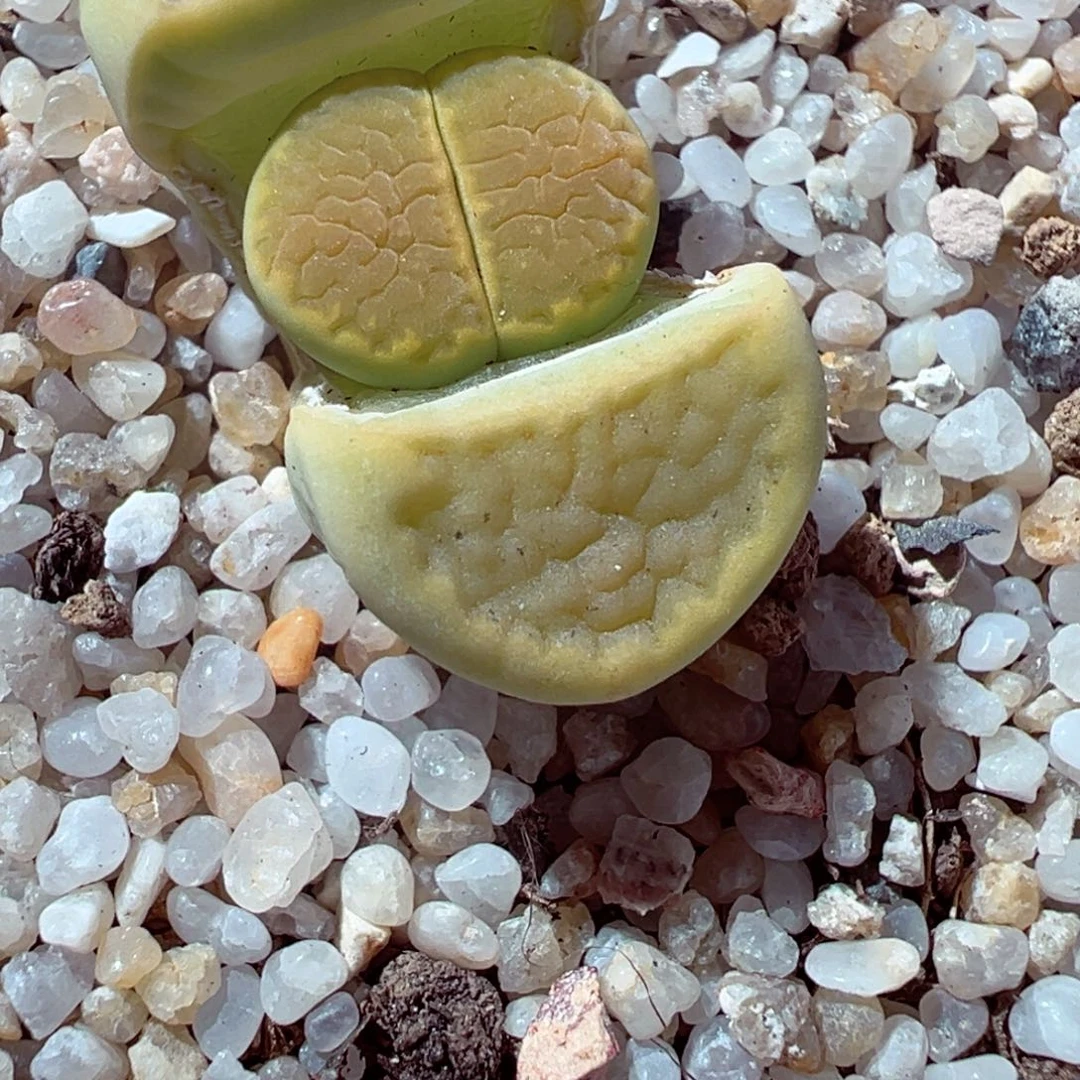 104-523多肉多日的