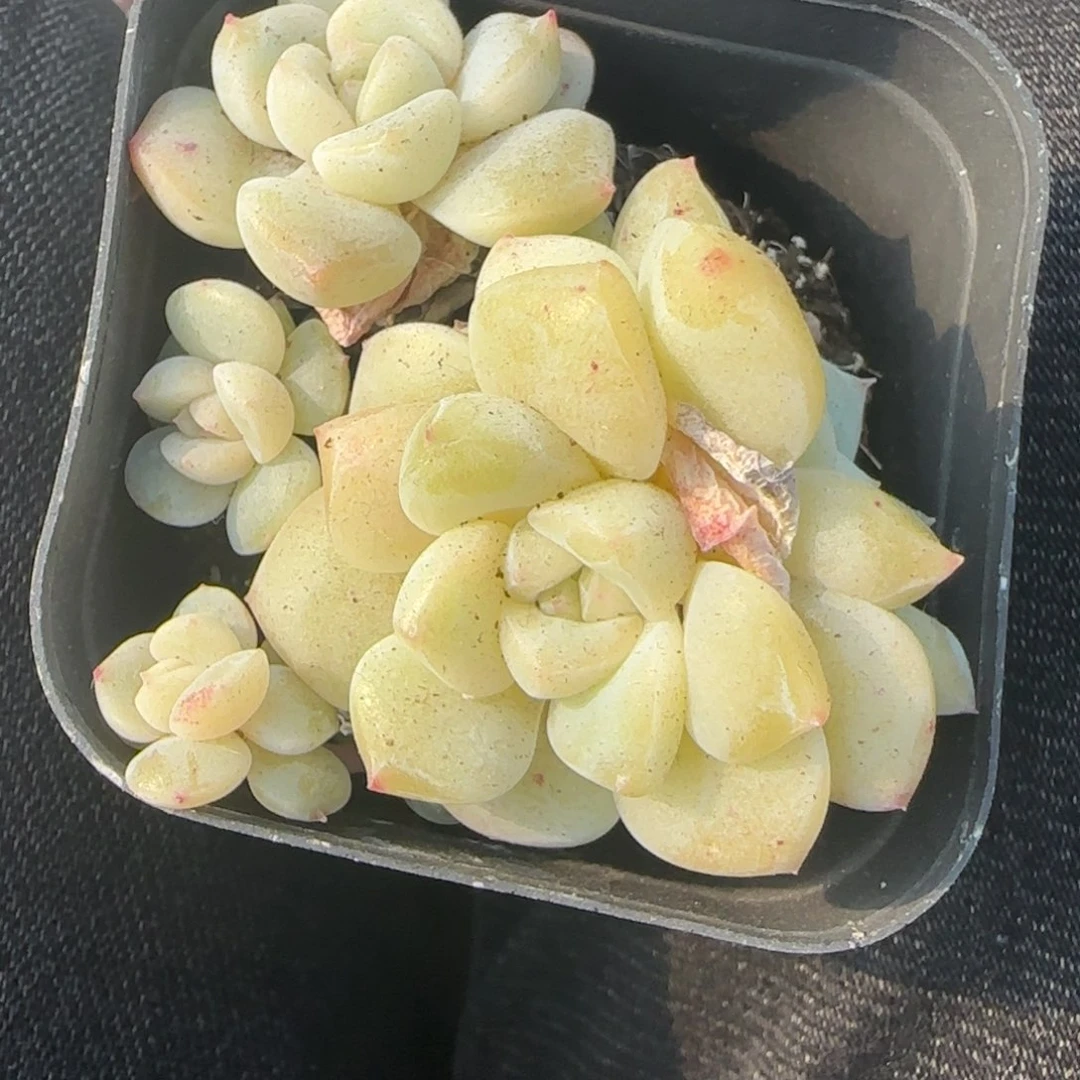 多肉小卡拉米糖心一物一拍