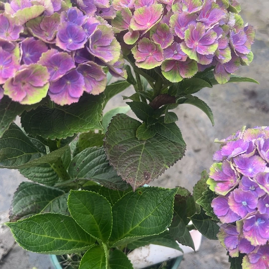 一加仑盆的夏洛特3朵花发叶子丑