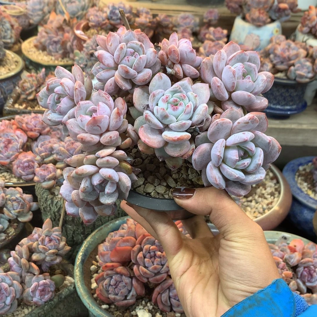 十二头漳州小脸花花