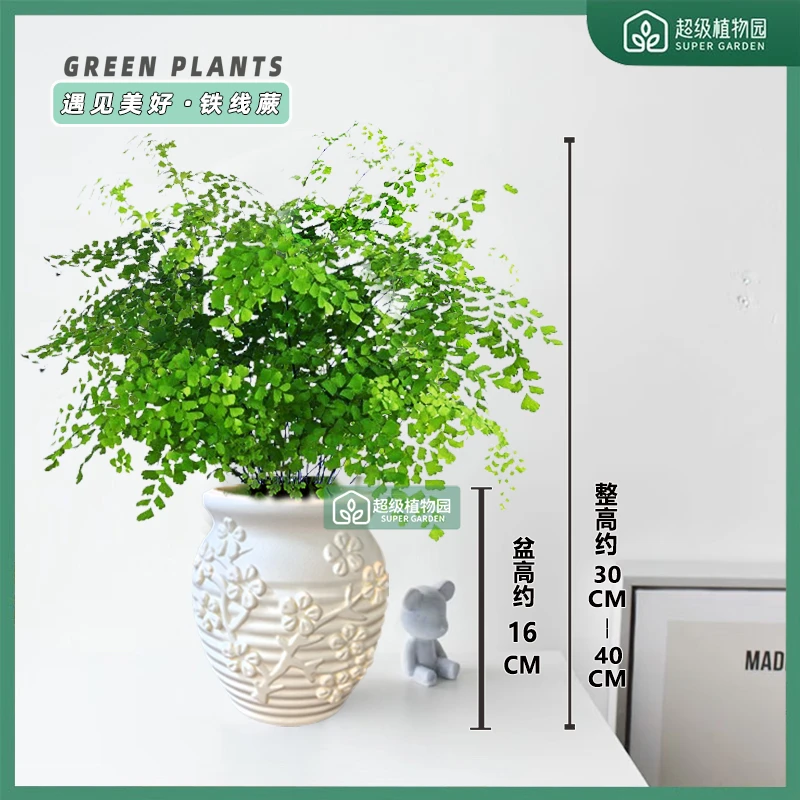 铁线蕨室内净化空气绿植盆栽办公室植物耐阴好养四季绿植