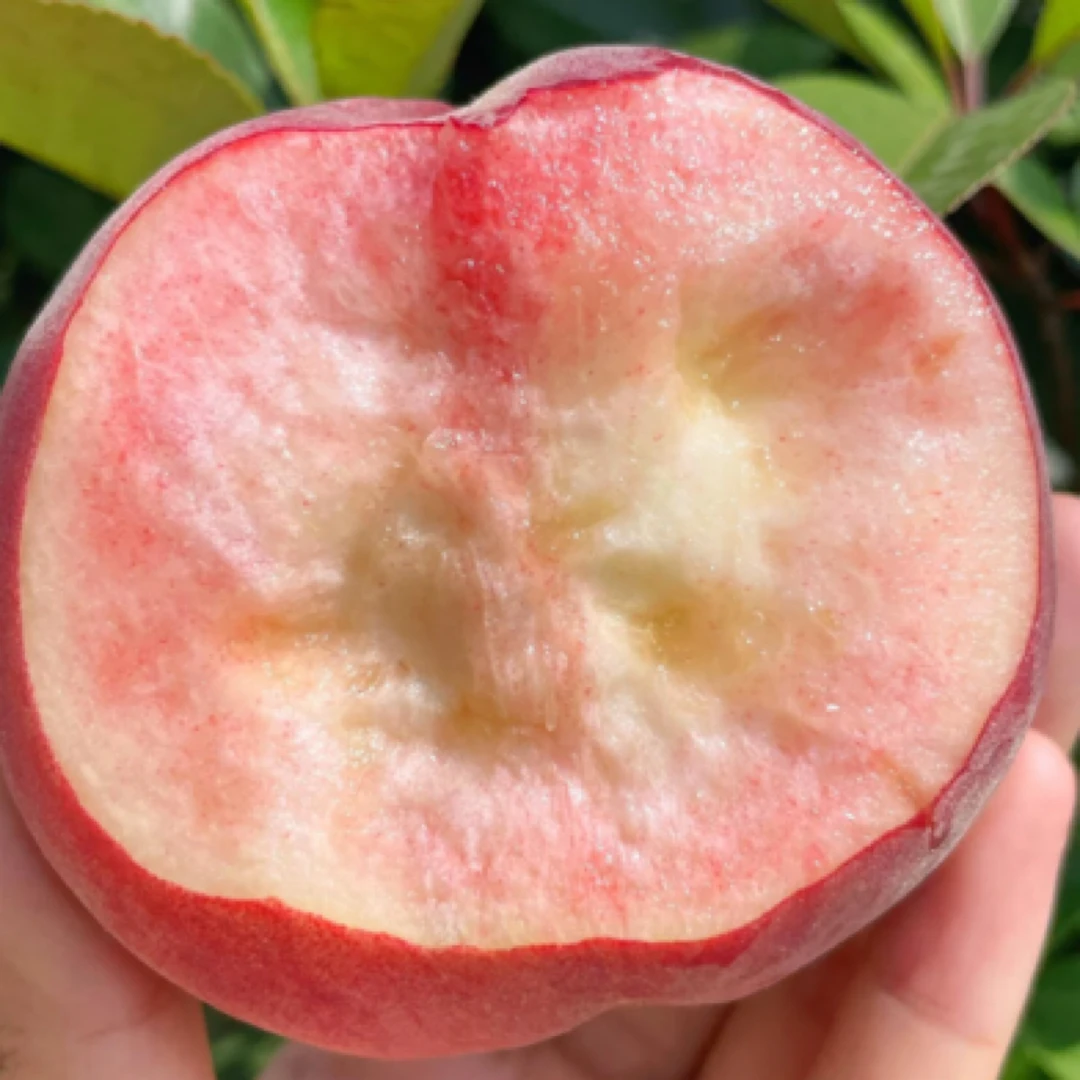 【老沙严选】 霞翠脆桃 散称4/5斤江苏省