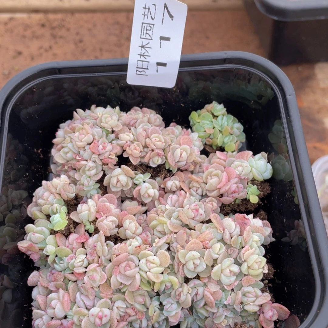 多肉植物多肉植物117