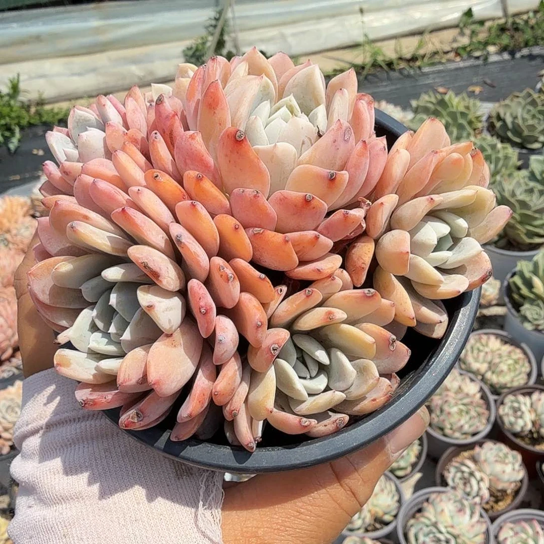 十二公分海棠花满20包邮