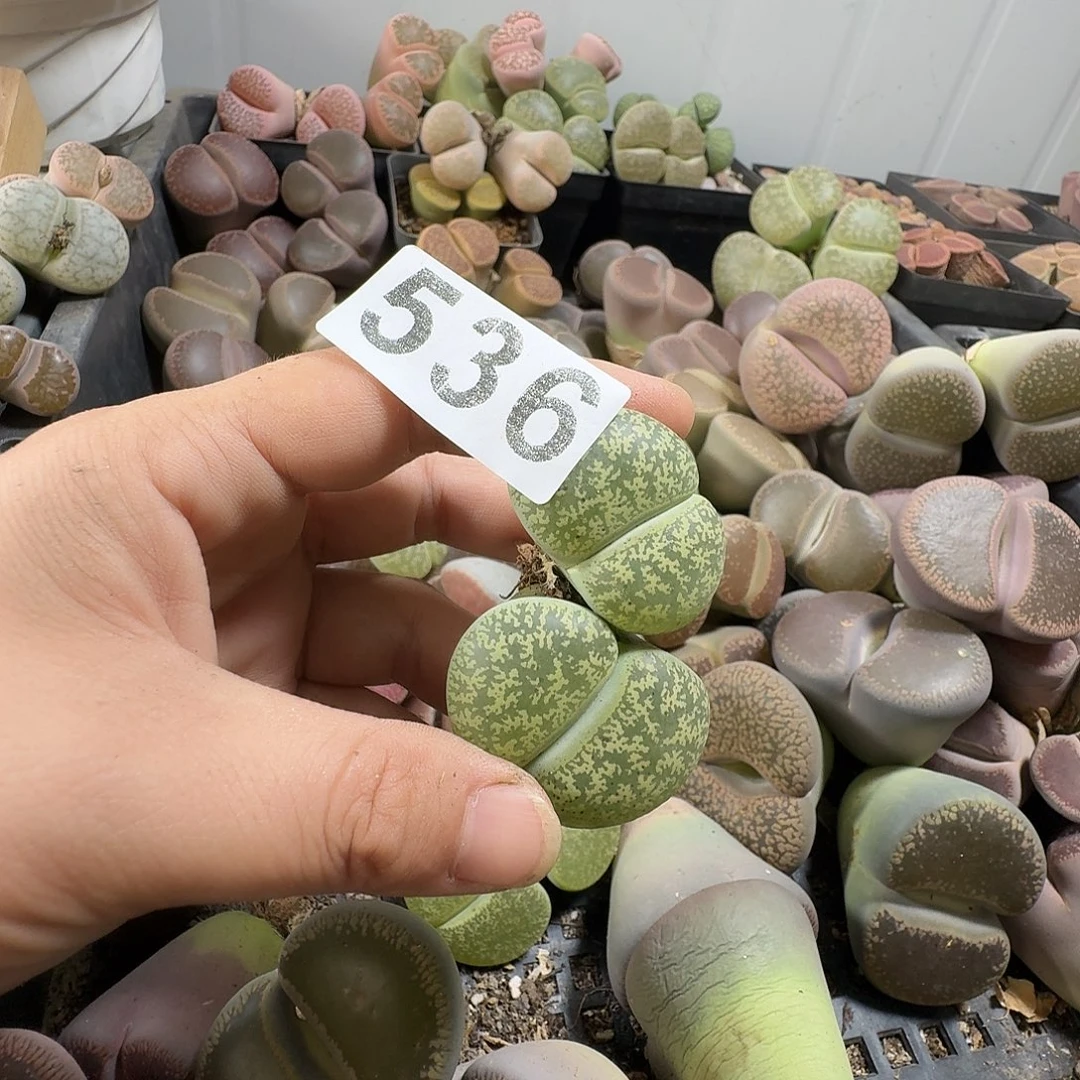 苗***～生石花一物一拍536