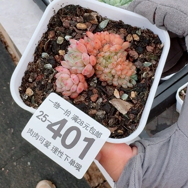 白胖子缀化无盆土发货