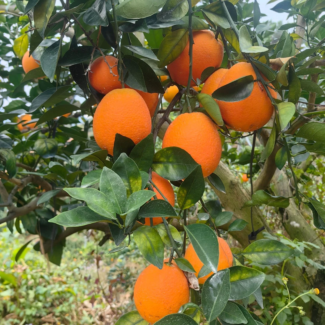 江西赣南脐橙本地果现摘现发鲜果10斤20斤礼盒装