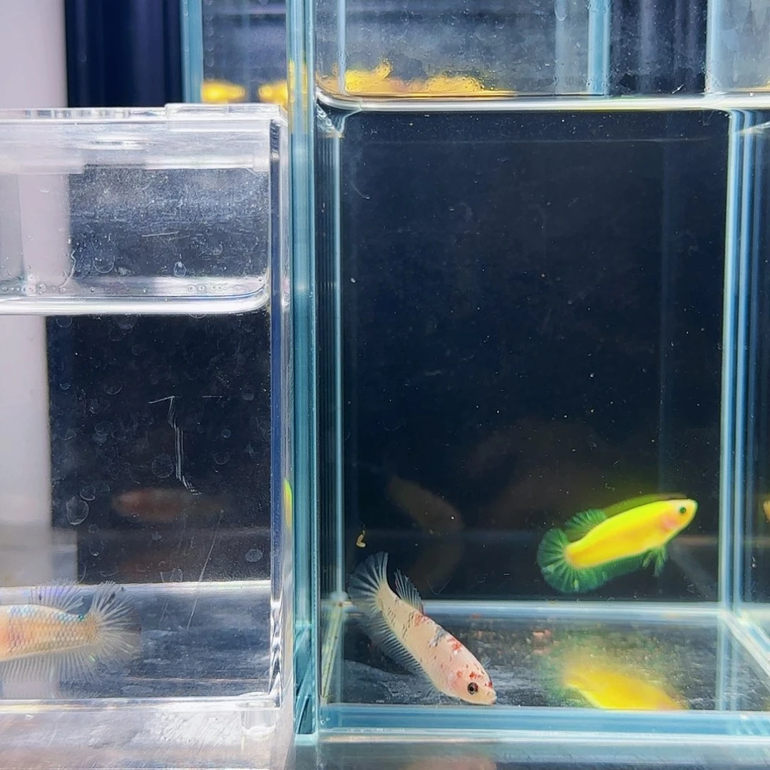 斗鱼活体观赏鱼好养耐活