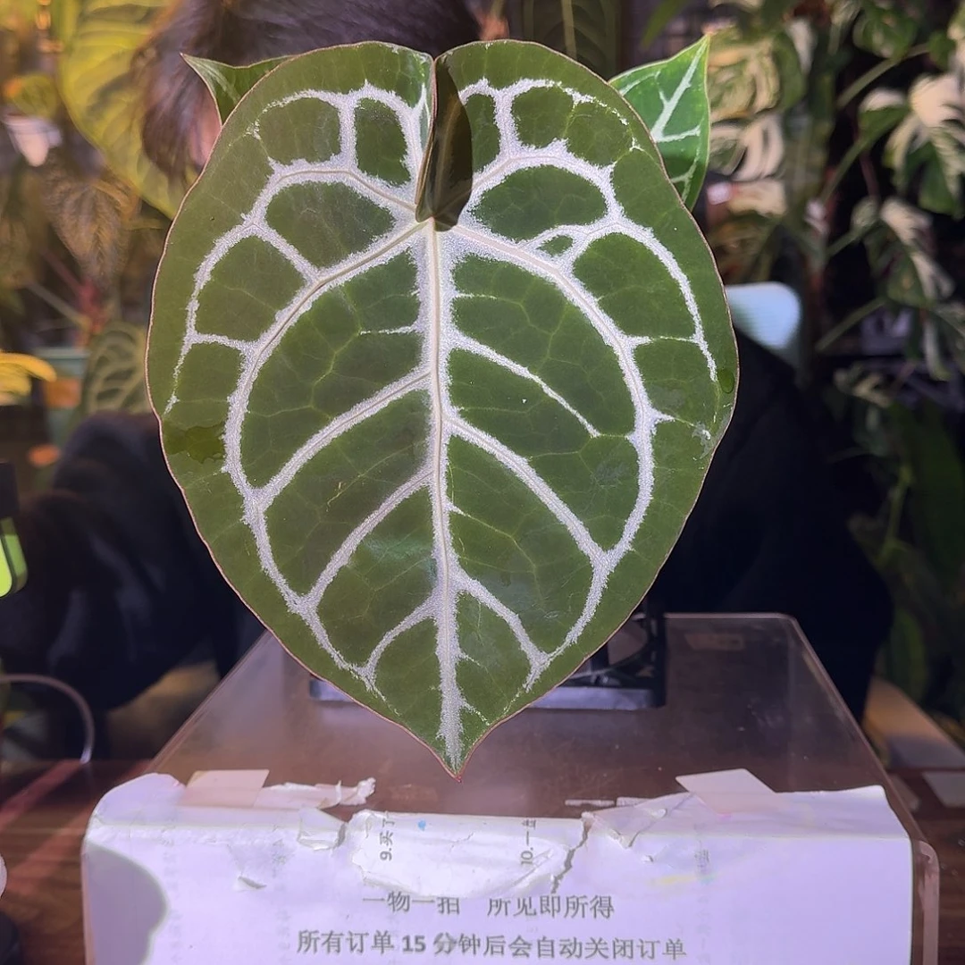 不开花植物C91大风车粉脉撕裂纹杂极致铜锣烧