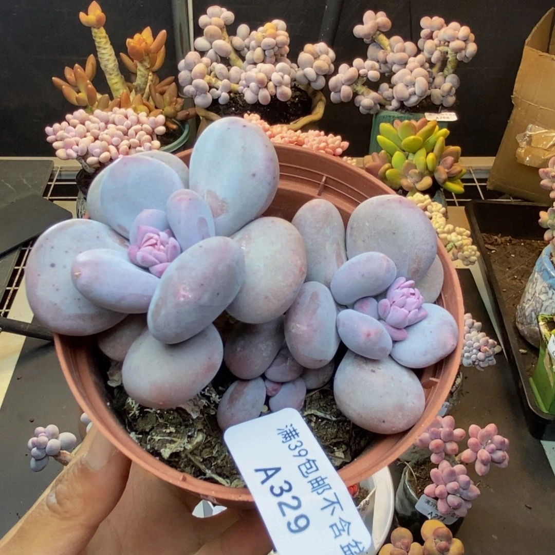 329大叶奶多肉9c m