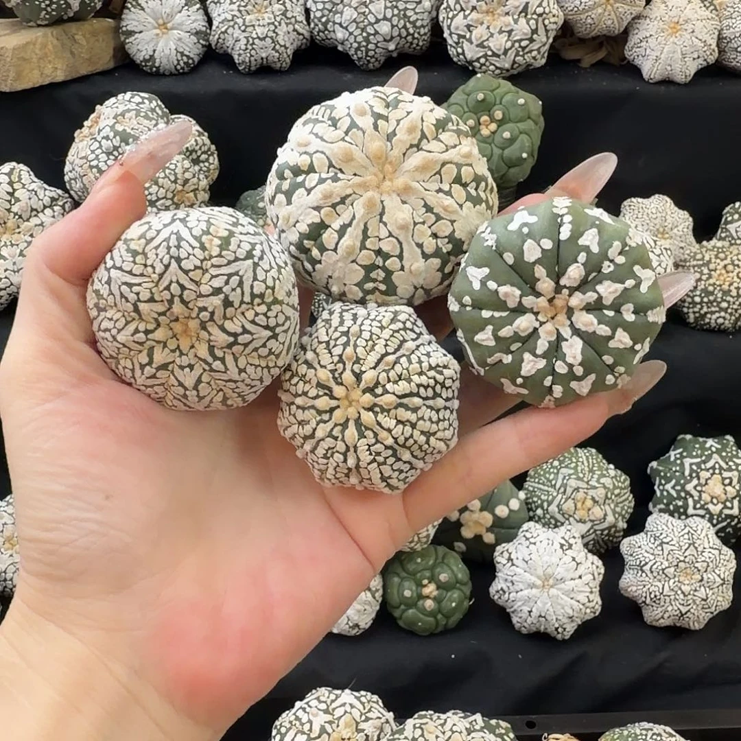 泰兜瑕疵满58包邮福利10好