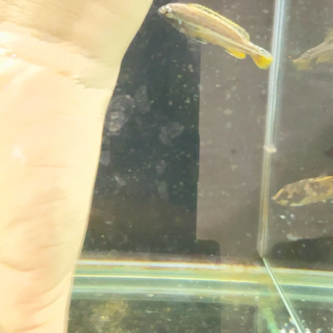 慈鲷1248凤凰二线。