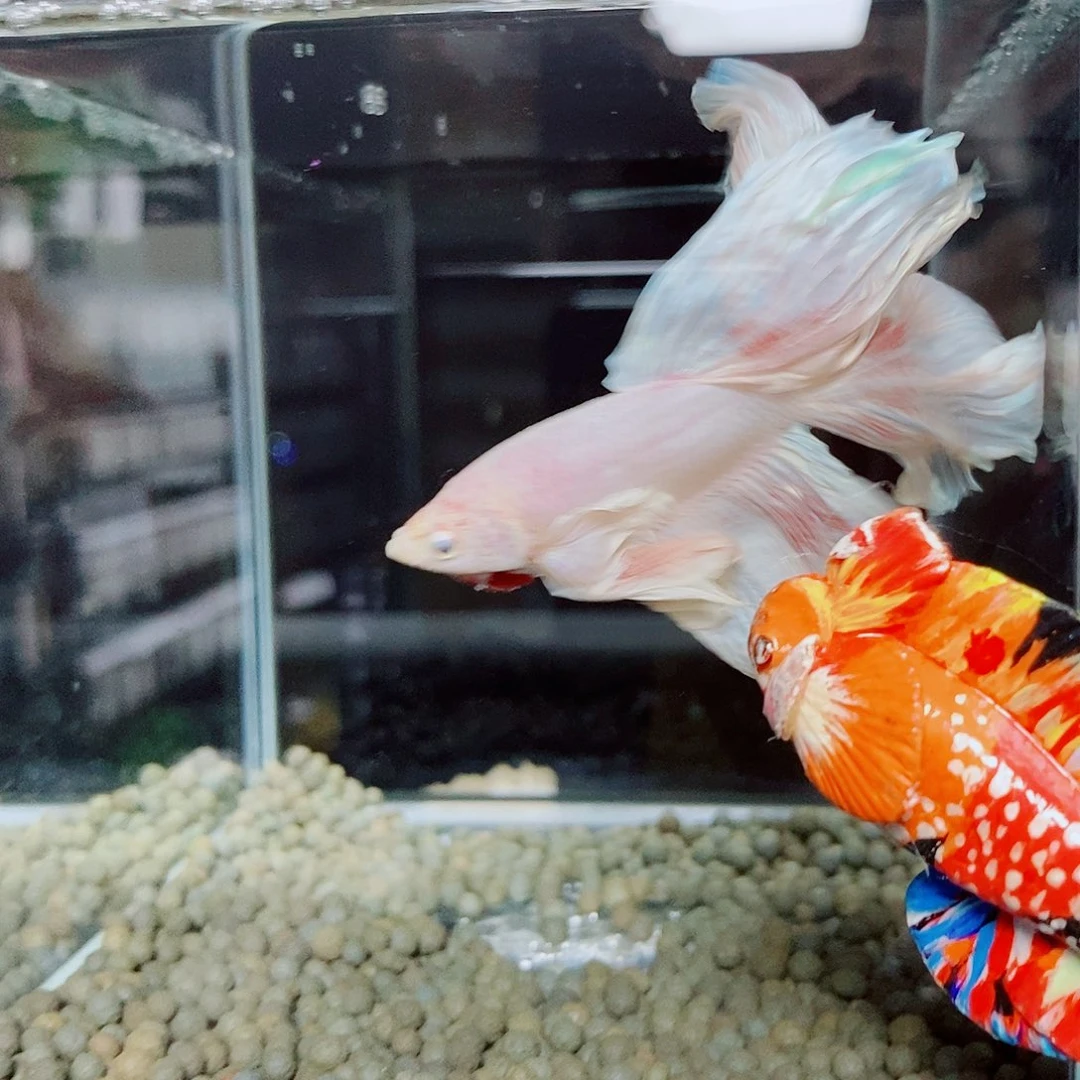 斗鱼黑114号a a a a a