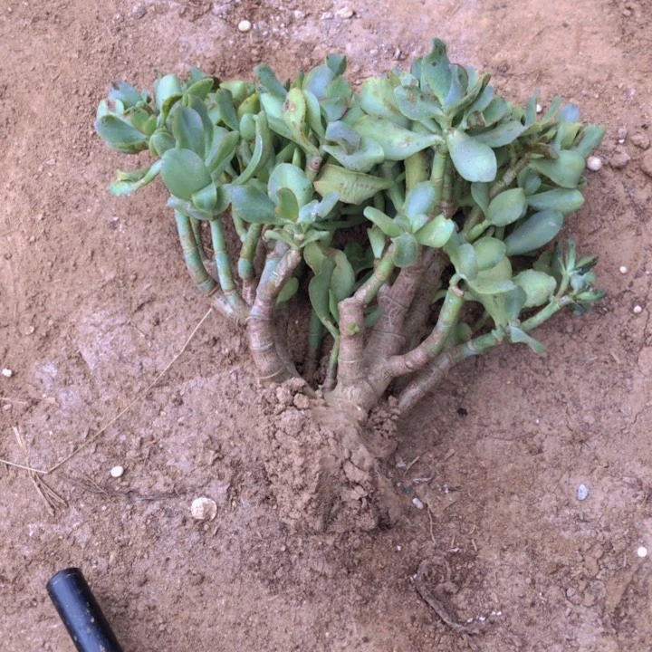 戈***筝还带一物一拍19号