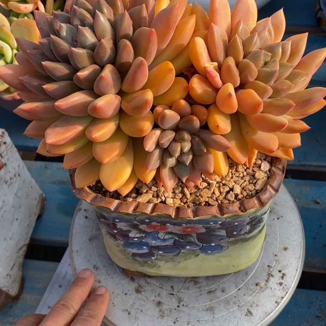 带盆多肉植物一物一拍多肉