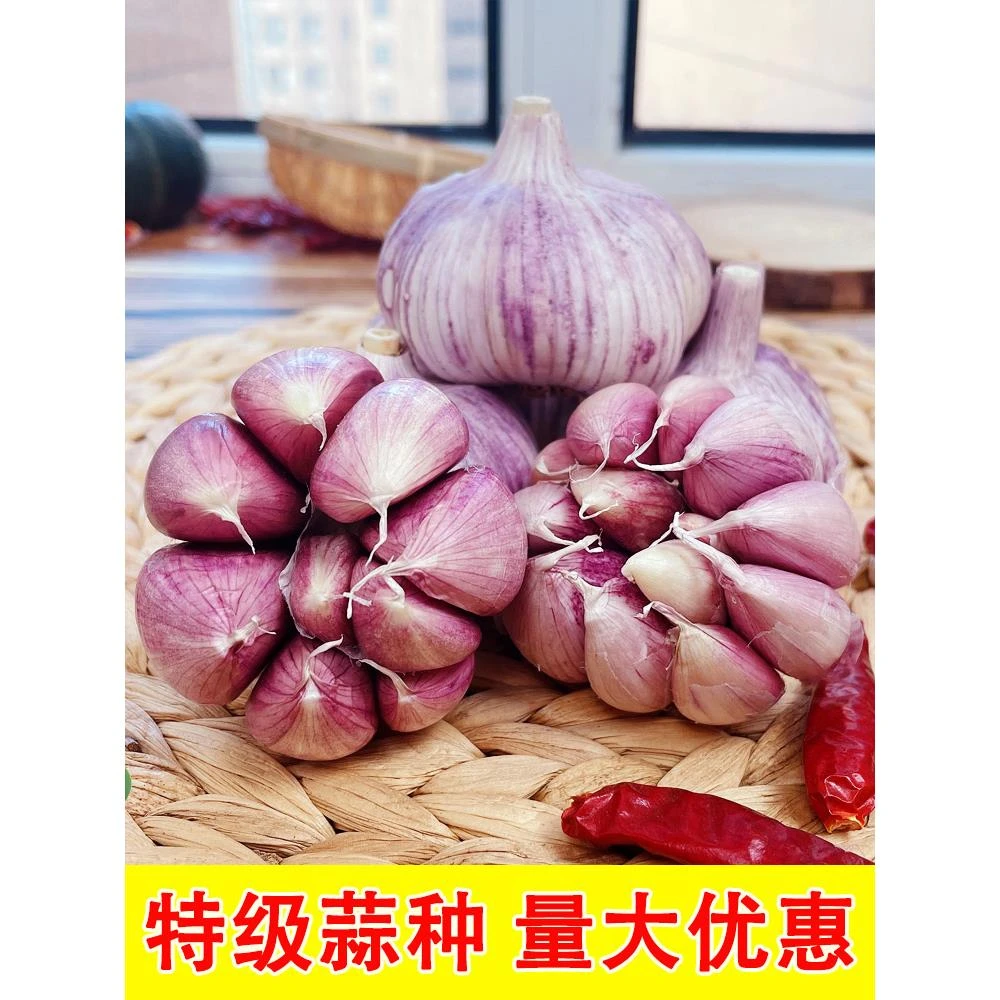 山东大蒜种籽干蒜头新蒜紫红皮金乡太空高产特大种子批发