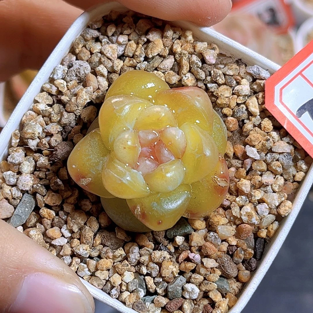 K172  碧游仙子珍妮 满18包邮