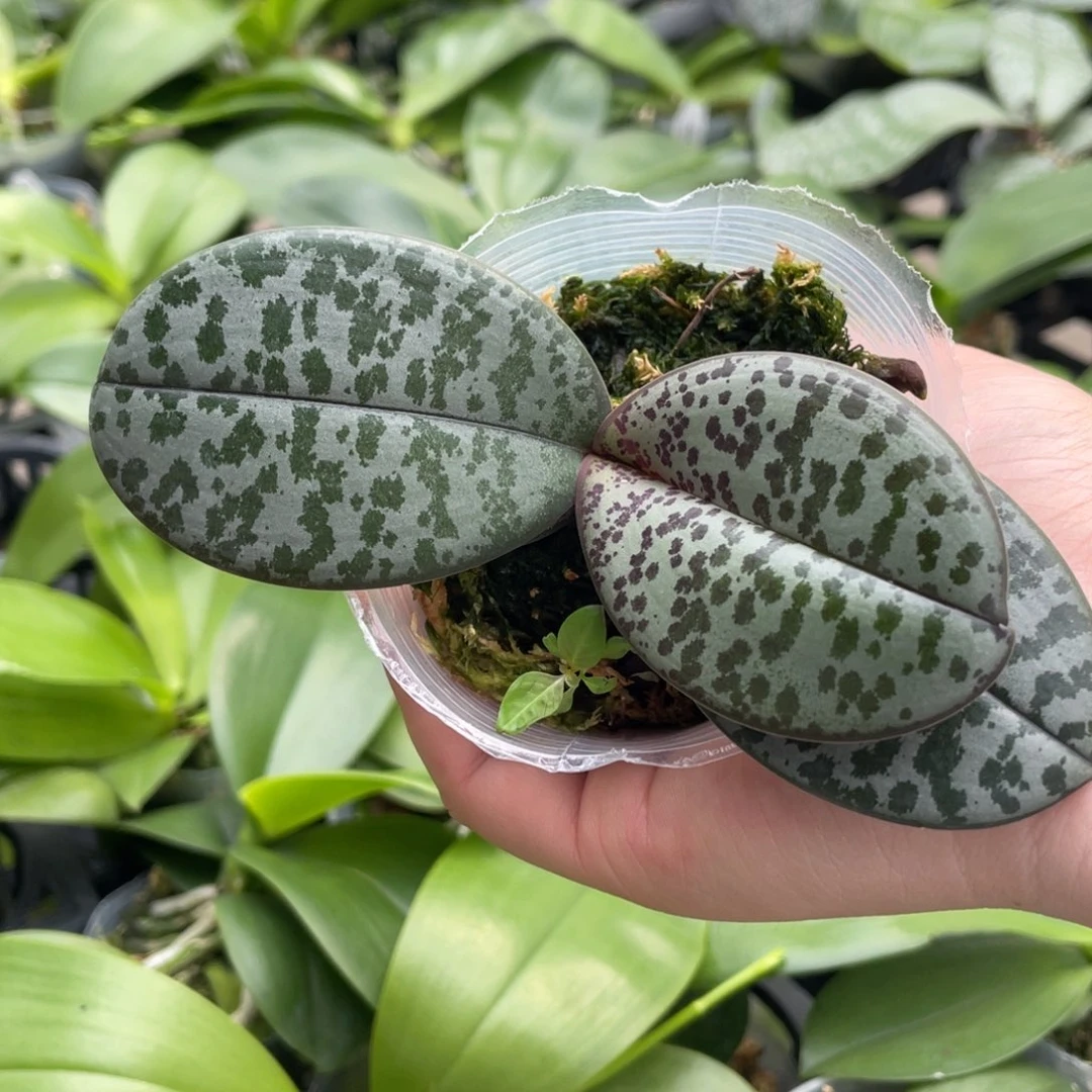 当前无花栽培后可以开花m606脉纹西2.5