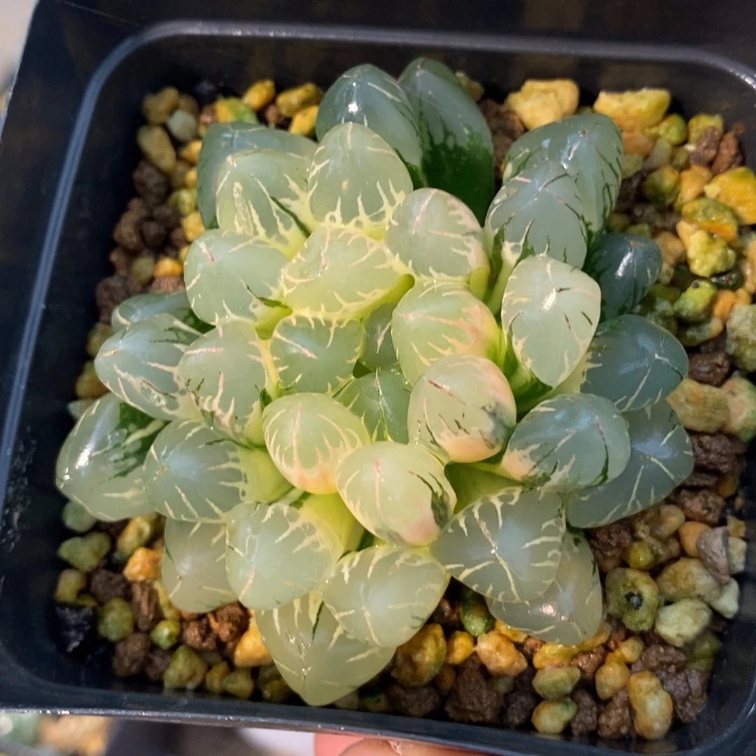 一颗实生糊斑玉露锦
