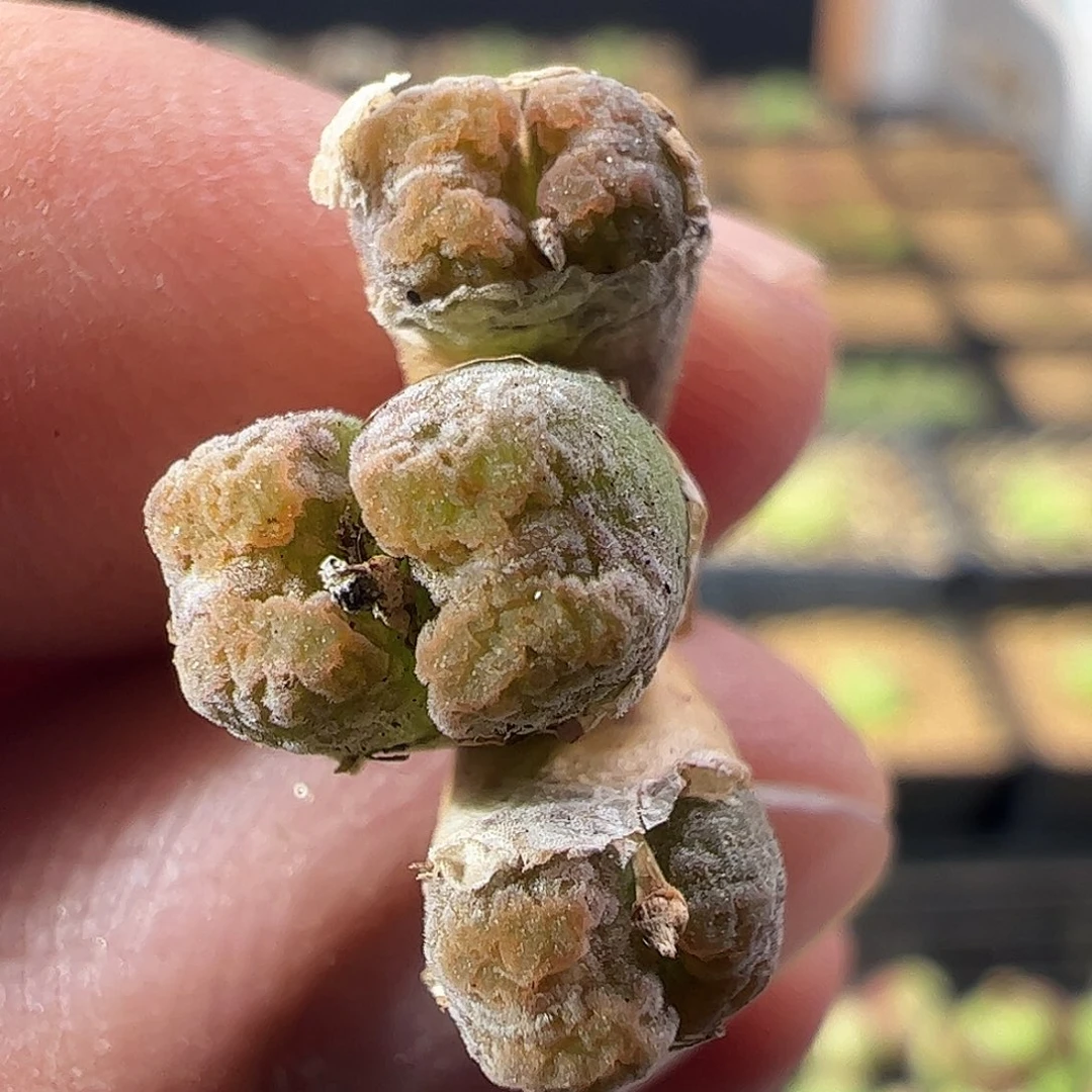 一物一拍。        969