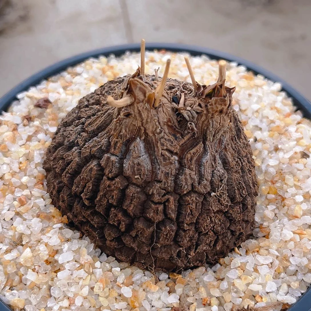 墨西哥龟甲龙双芽点