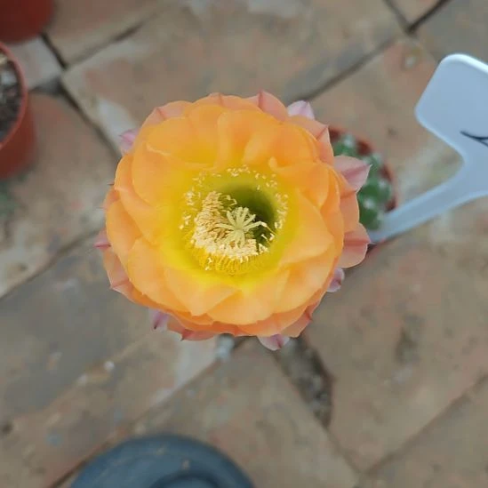 我***豆25号实生彩草，球小瑕疵一物一拍脱土摘花发货，满20包邮